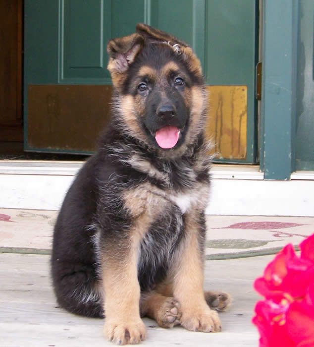 pure german shepherd puppies for sale