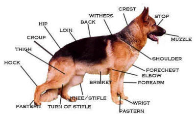 East german german shepherd