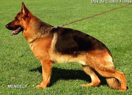 kennel club german shepherd breeders