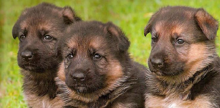 gsd breeders