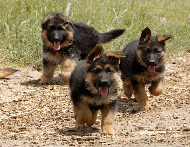 german shepherd puppies german shepherd puppy breeders german german shepherd puppies 660x511